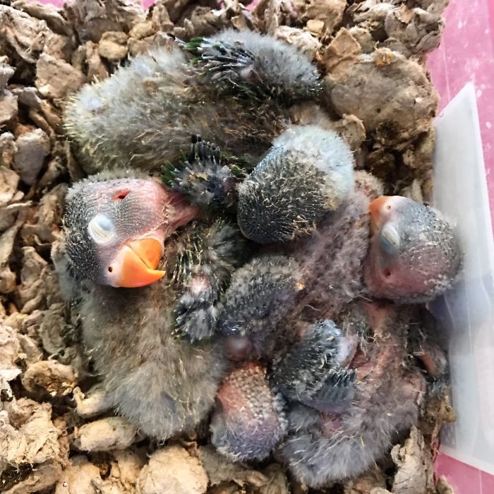 Kiwi And His Goth Girlfriend Just Had 4 Babies And Internet Is in Love