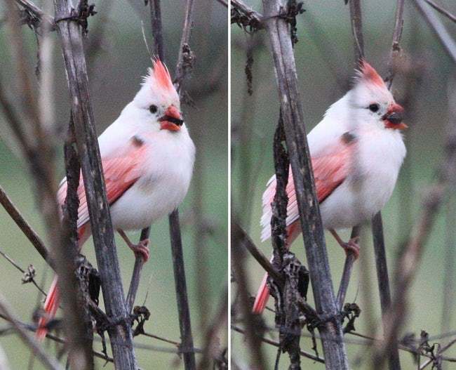 Mind-Blowing Photos Of Half Albino (A.K.A. Leucistic) Animals