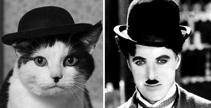 Animals who look freakily like famous celebrities