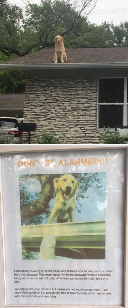 Dogs Who Think They’re Cats