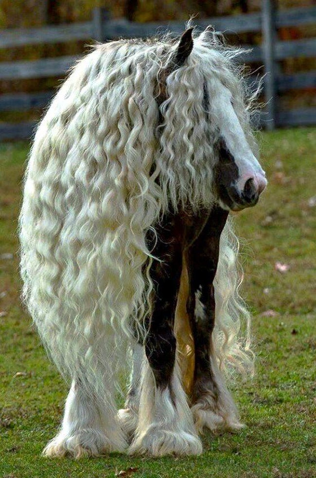 Animals With Eerily Human Physical Characteristics