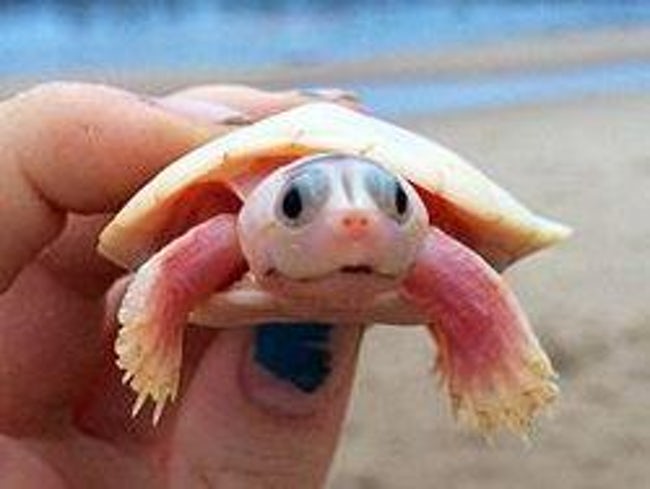 Mind-Blowing Photos Of Half Albino (A.K.A. Leucistic) Animals