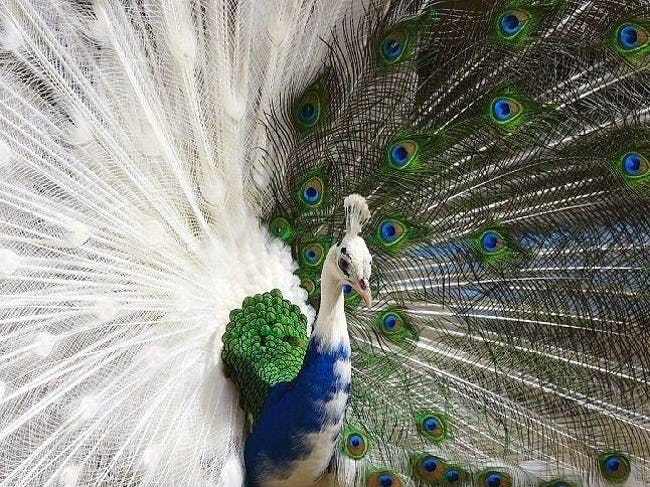 Mind-Blowing Photos Of Half Albino (A.K.A. Leucistic) Animals