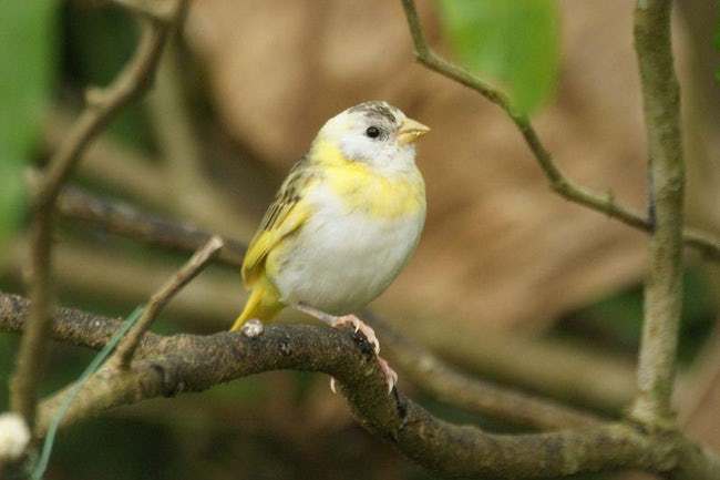 Mind-Blowing Photos Of Half Albino (A.K.A. Leucistic) Animals