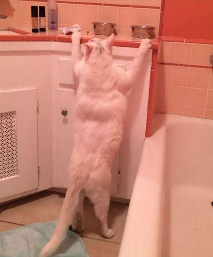 Muscular Animals Of All Times