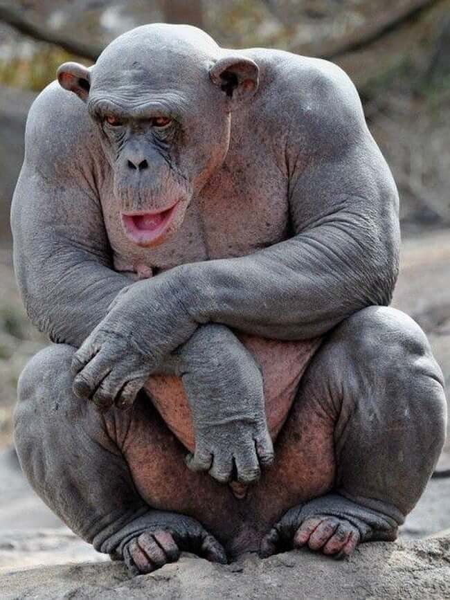 These animals look way more terrifying when they are hairless