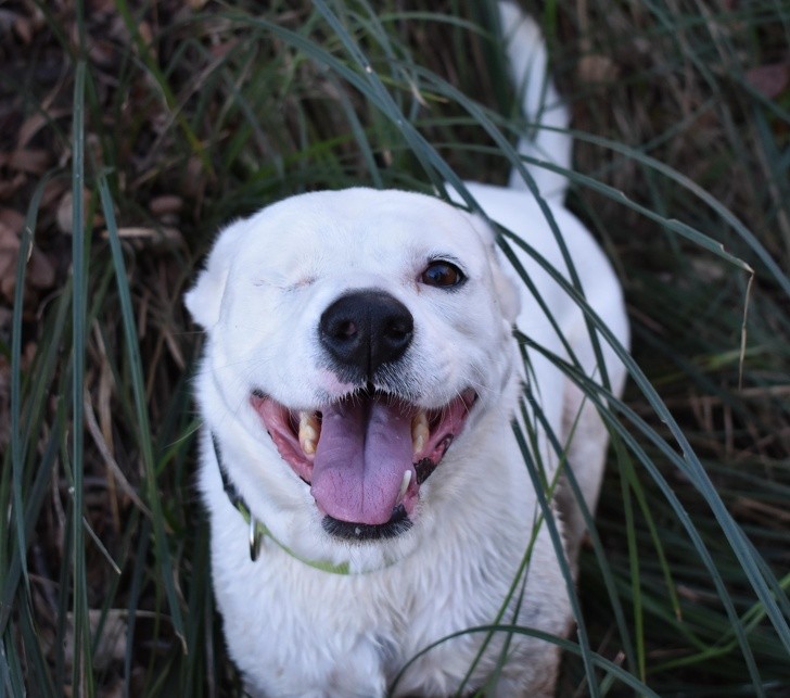 These Injured Animals Found Loving Homes