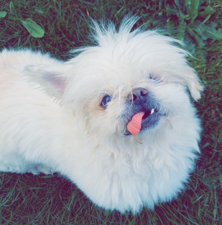 These Injured Animals Found Loving Homes