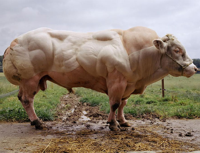 Muscular Animals Of All Times