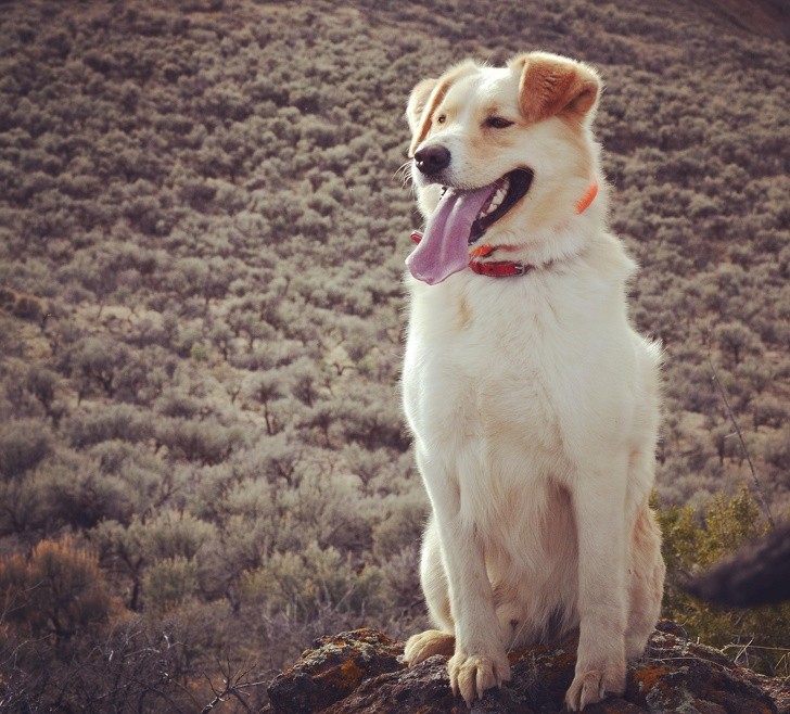 These Injured Animals Found Loving Homes