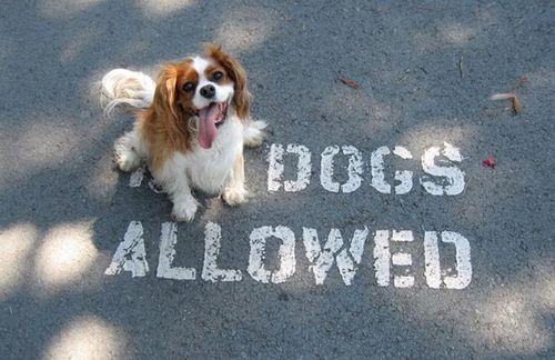Perfectly Timed Dog Pictures