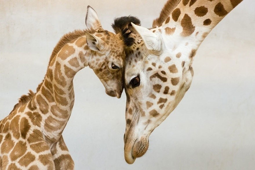 Animal Family Photos That Are Way Cuter Than Yours