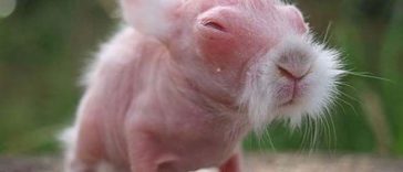 These animals look way more terrifying when they are hairless