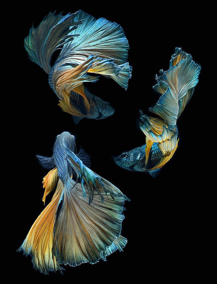 Thai photographer captures pictures of Aquarium Fishes and they are stunningly amazing