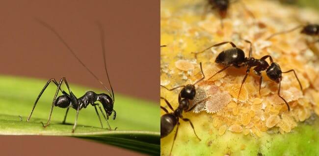 Animal Imposters who fake it to make it