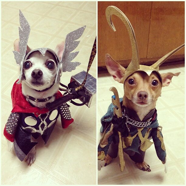Best Pets Dressed as Superheroes