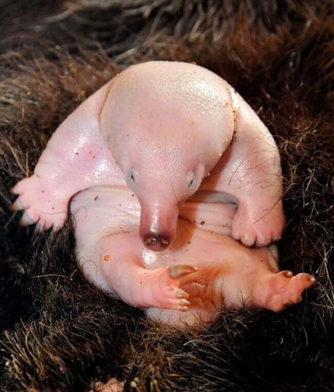 These animals look way more terrifying when they are hairless