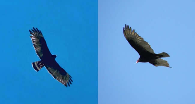 Animal Imposters who fake it to make it