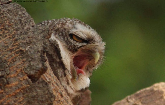 Real-Life Angry Birds