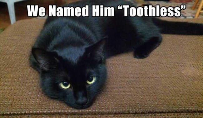 Pets That Were Named Appropriately