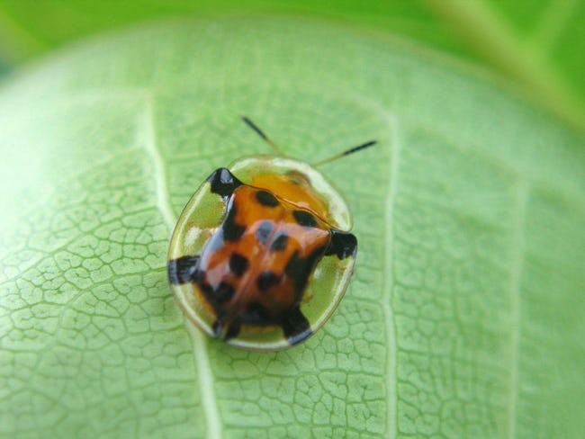 Real Transparent Animals That Will Leave You Amazed