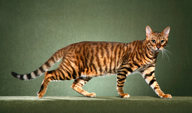 Adorable Hybrid Cats that you will fall in love with instantly