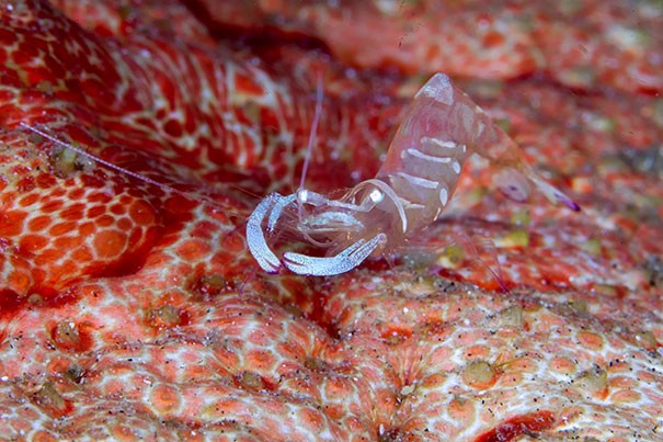 Real Transparent Animals That Will Leave You Amazed