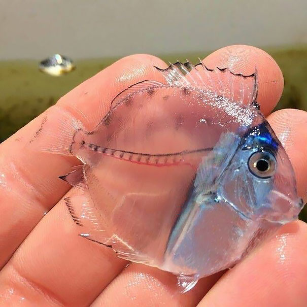 Real Transparent Animals That Will Leave You Amazed