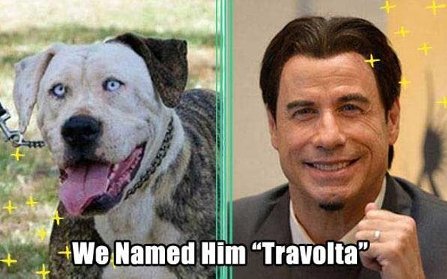 Pets That Were Named Appropriately
