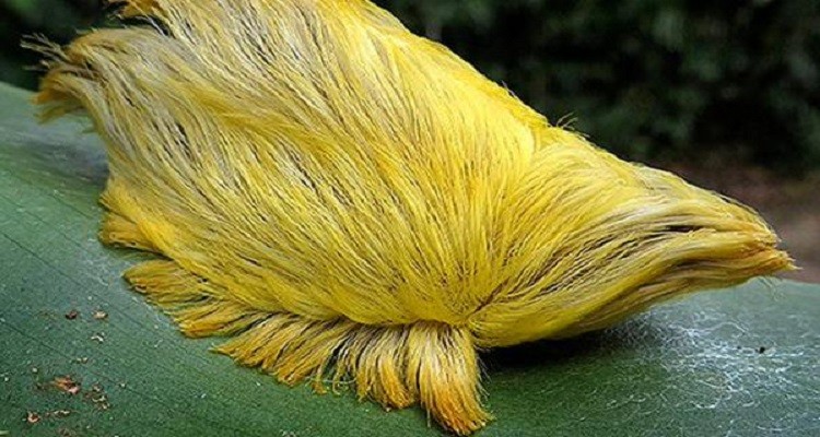Animals with Insanely Amazing Hair