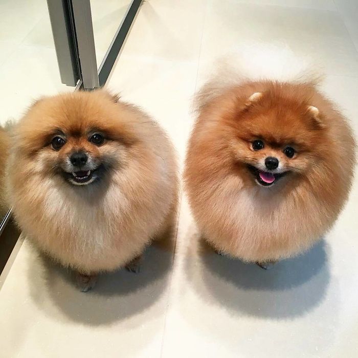 Animals That Are So Round They’ll Roll Straight into Your Heart