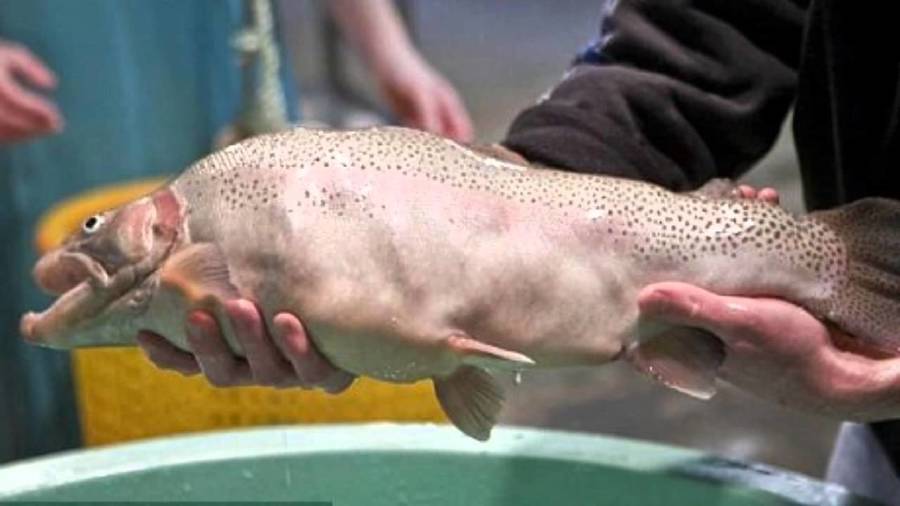 Muscular Animals Of All Times