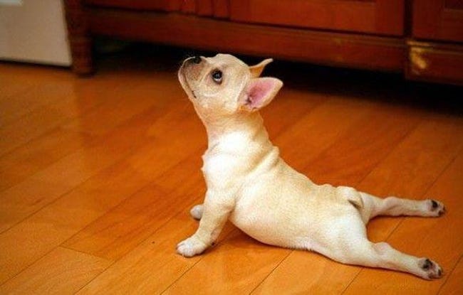 Zen Animals Doing Yoga