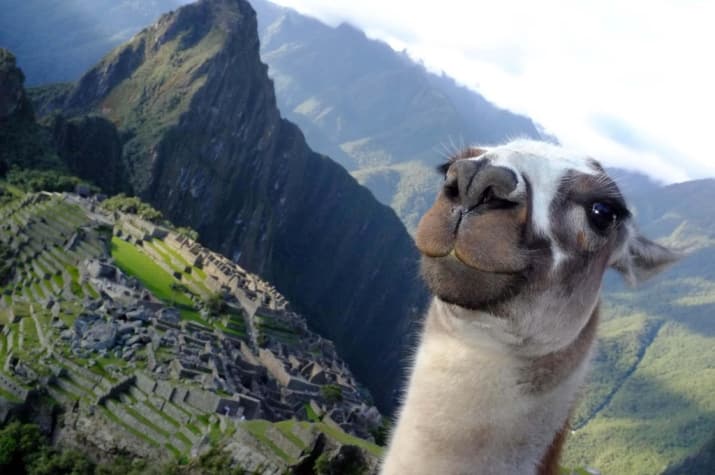 Animals Taking Selfies That Will Make You Smile for rest of the day
