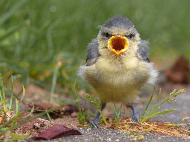Real-Life Angry Birds