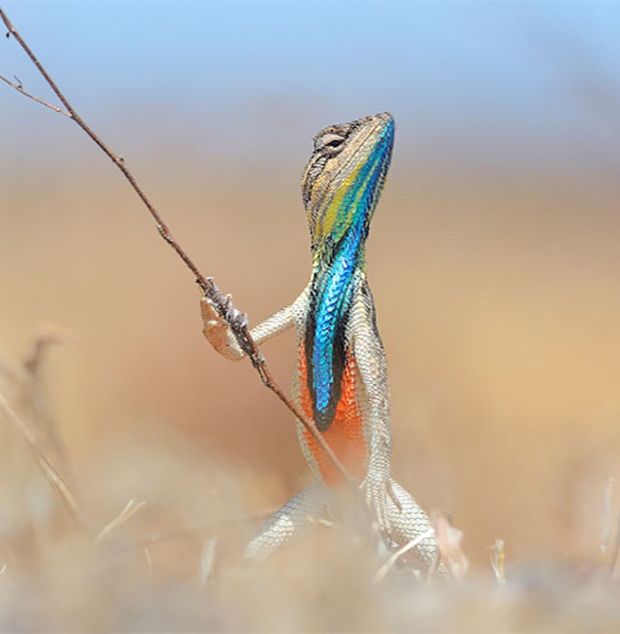 Warrior of the grassland