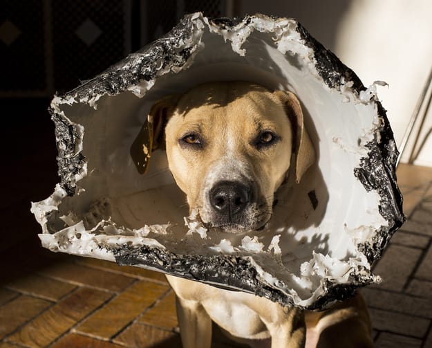 Pets Making the Most of Their Cones of Shame