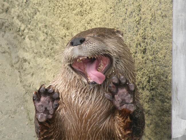 Silly Looking Animals Licking Glass