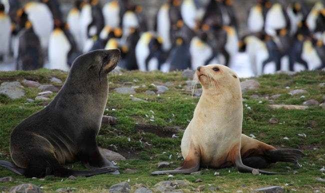 Mind-Blowing Photos Of Half Albino (A.K.A. Leucistic) Animals