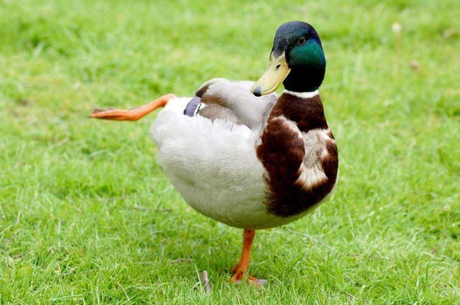 Zen Animals Doing Yoga