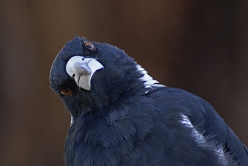 Real-Life Angry Birds