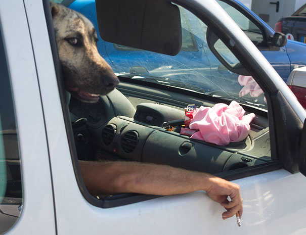 Perfectly Timed Dog Pictures