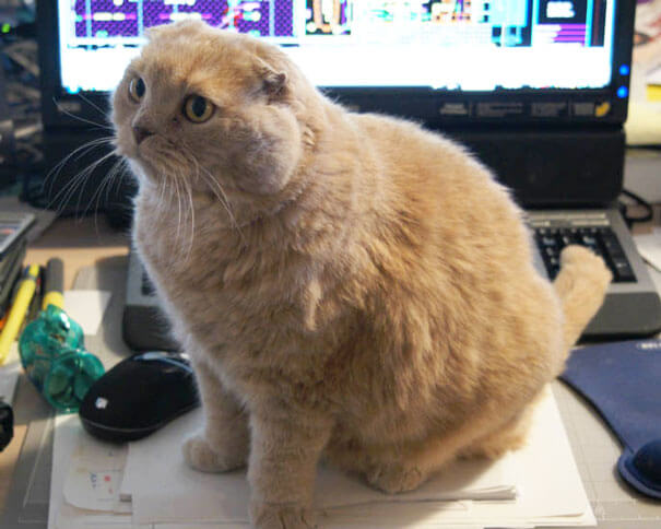 Cats That Would Like Some Attention