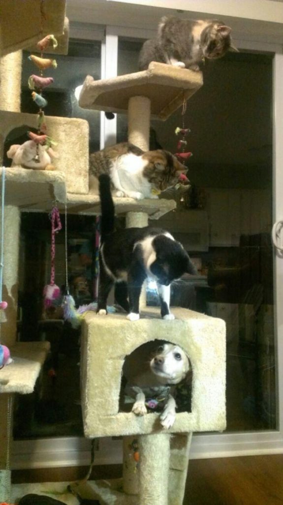 Dogs Who Think They’re Cats