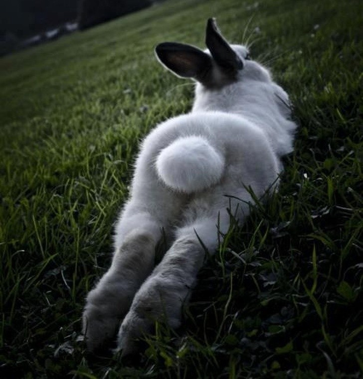 Animal Photos That Were Timed Perfectly