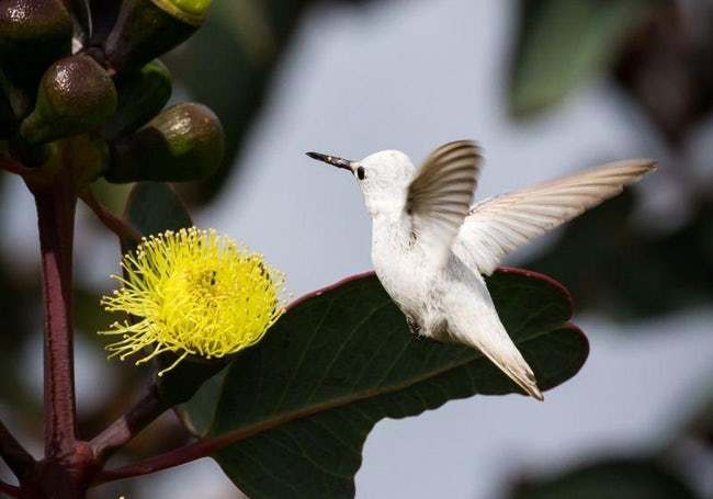 Mind-Blowing Photos Of Half Albino (A.K.A. Leucistic) Animals