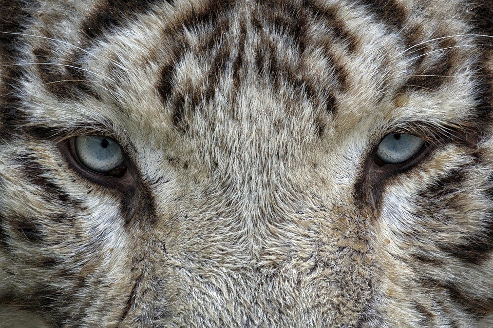 Animals With Utterly Unique, Mesmerizing Eyes