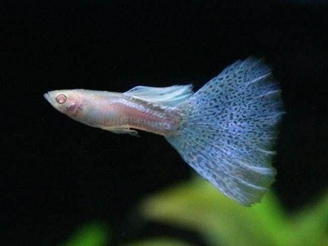 Mind-Blowing Photos Of Half Albino (A.K.A. Leucistic) Animals