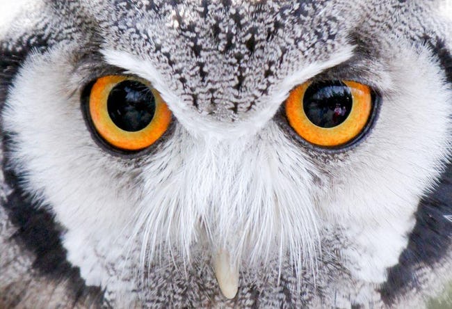 Animals With Utterly Unique, Mesmerizing Eyes