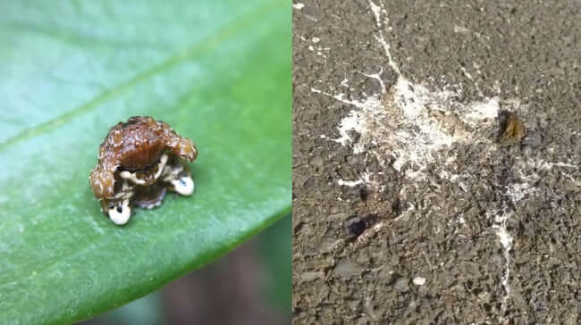 Animal Imposters who fake it to make it